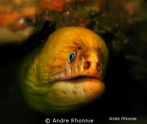 ..."what r u looking at dude?...this is my crib.... by Andre Rhonnie 